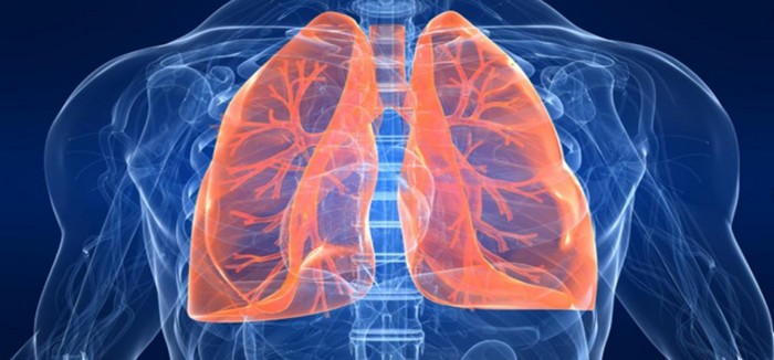 Собственные стволовые клетки помогут человеку в лечении лёгких